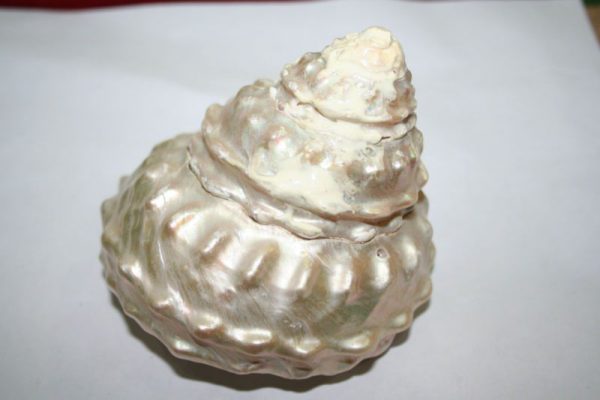 मोती शंख Moti Shankh